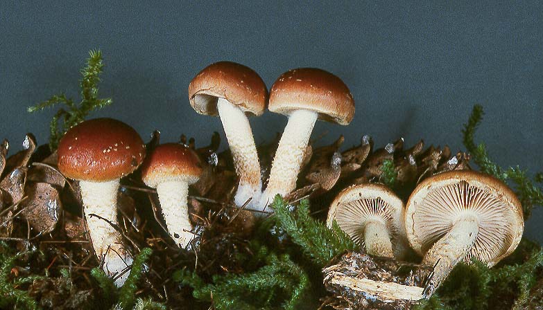 Pholiota sublubrica
